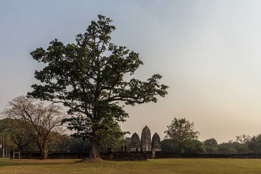 tree and temple