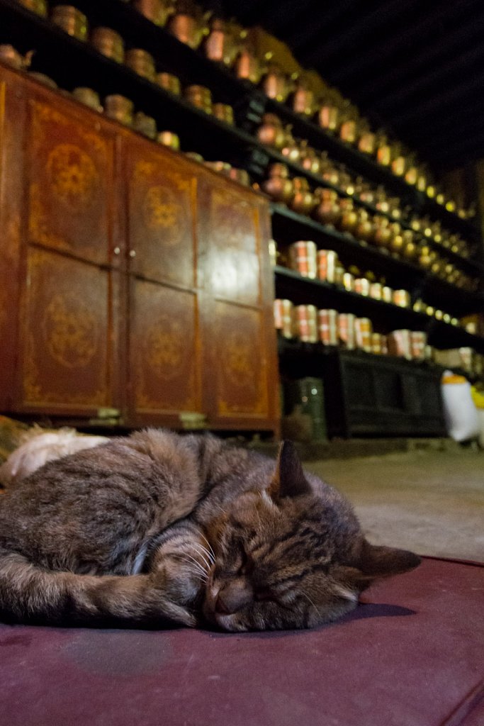 kitchen cat, Drepung Monastery