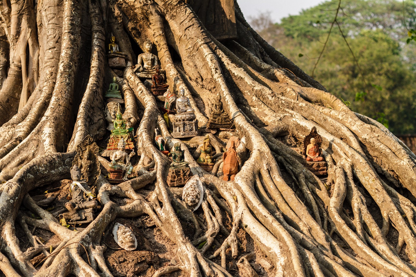 holy tree