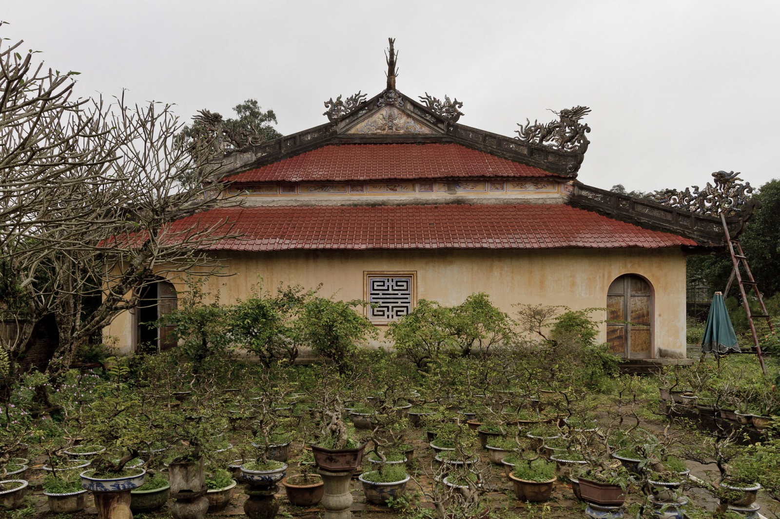 bonsai farm