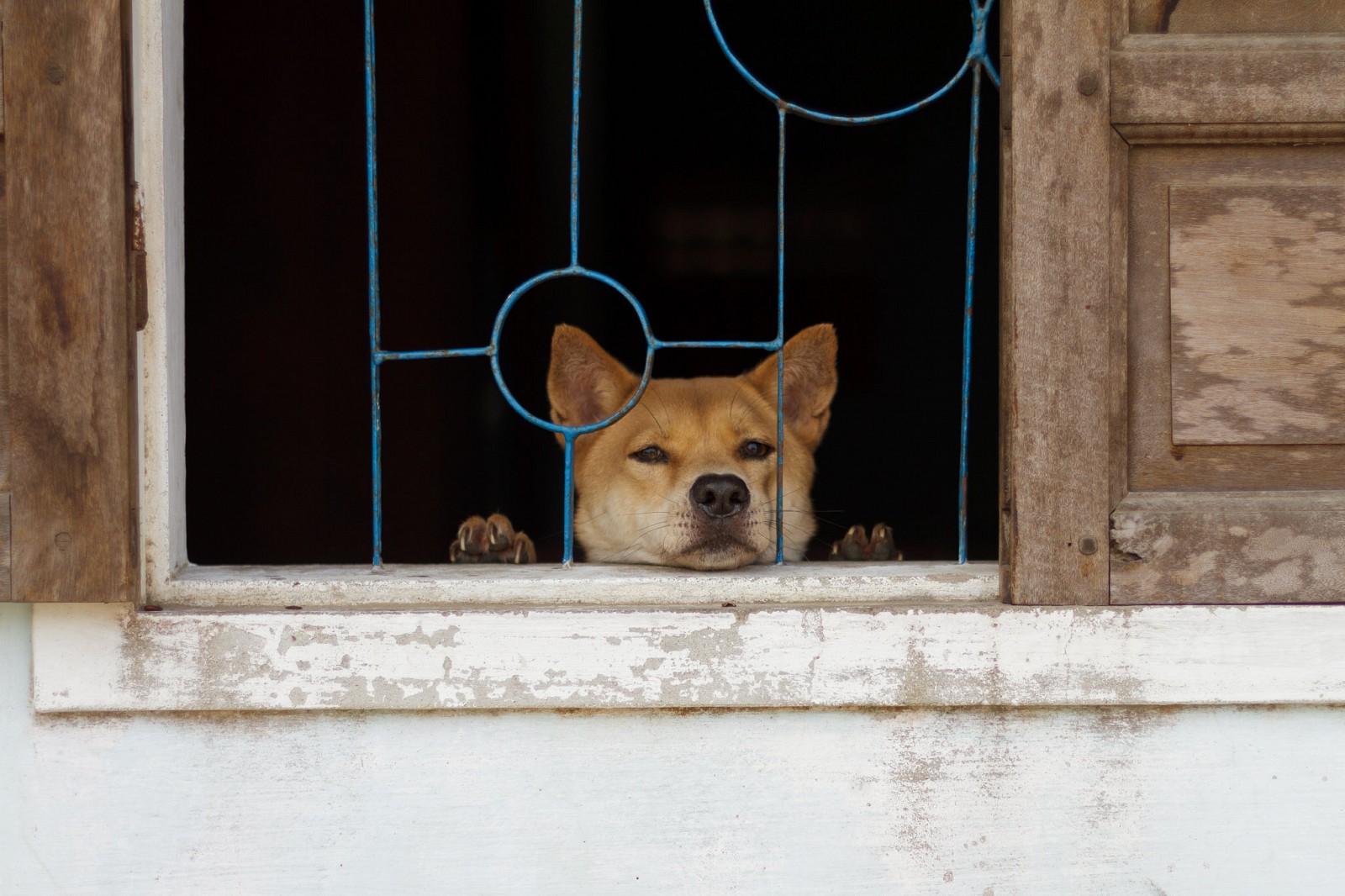 vigilant
